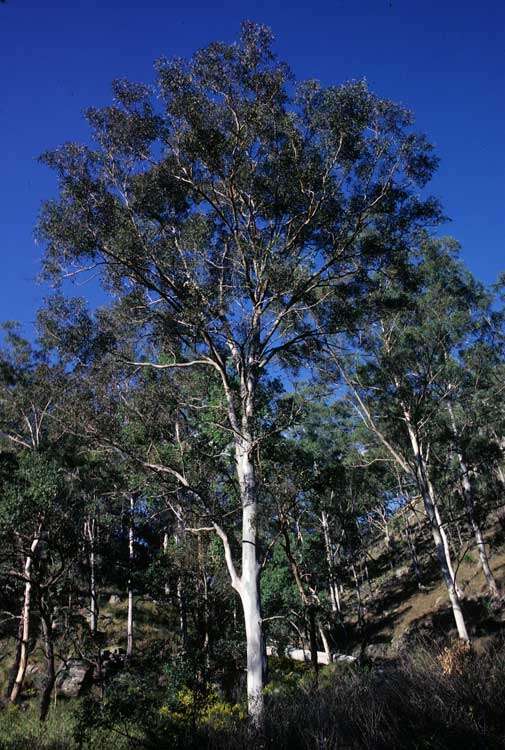 Image of Eucalyptus major (Maiden) Blakely