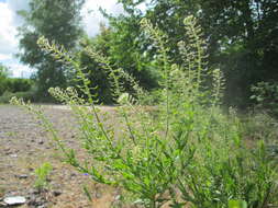 Image of field pepperweed