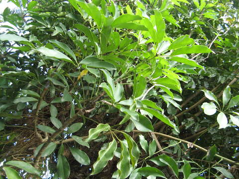 Image of schefflera