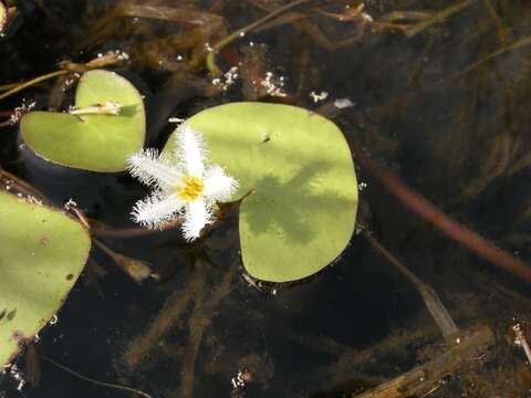 Image of Water-snowflake