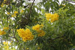 Image of Yellow bells