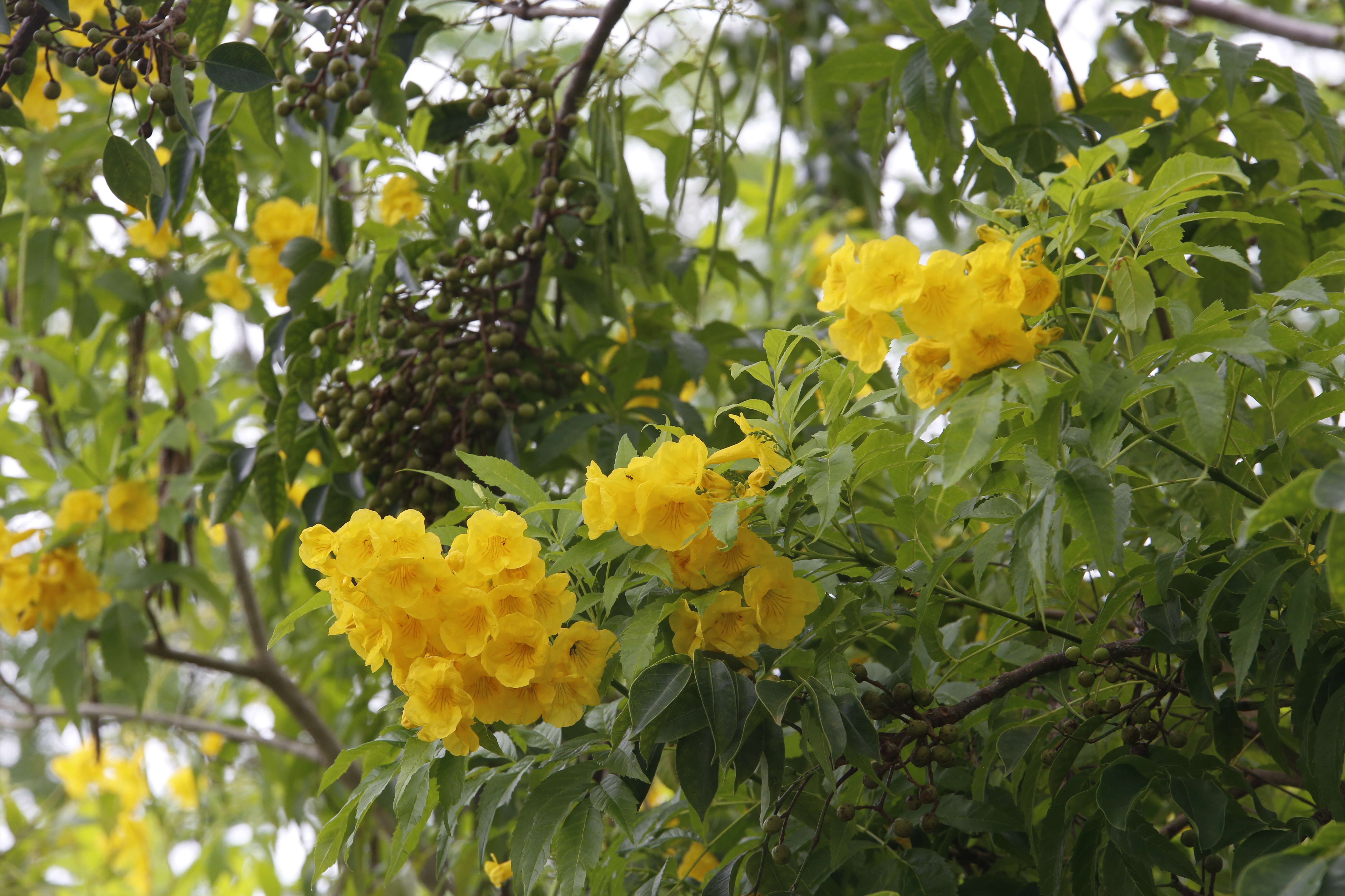 Image of Yellow bells