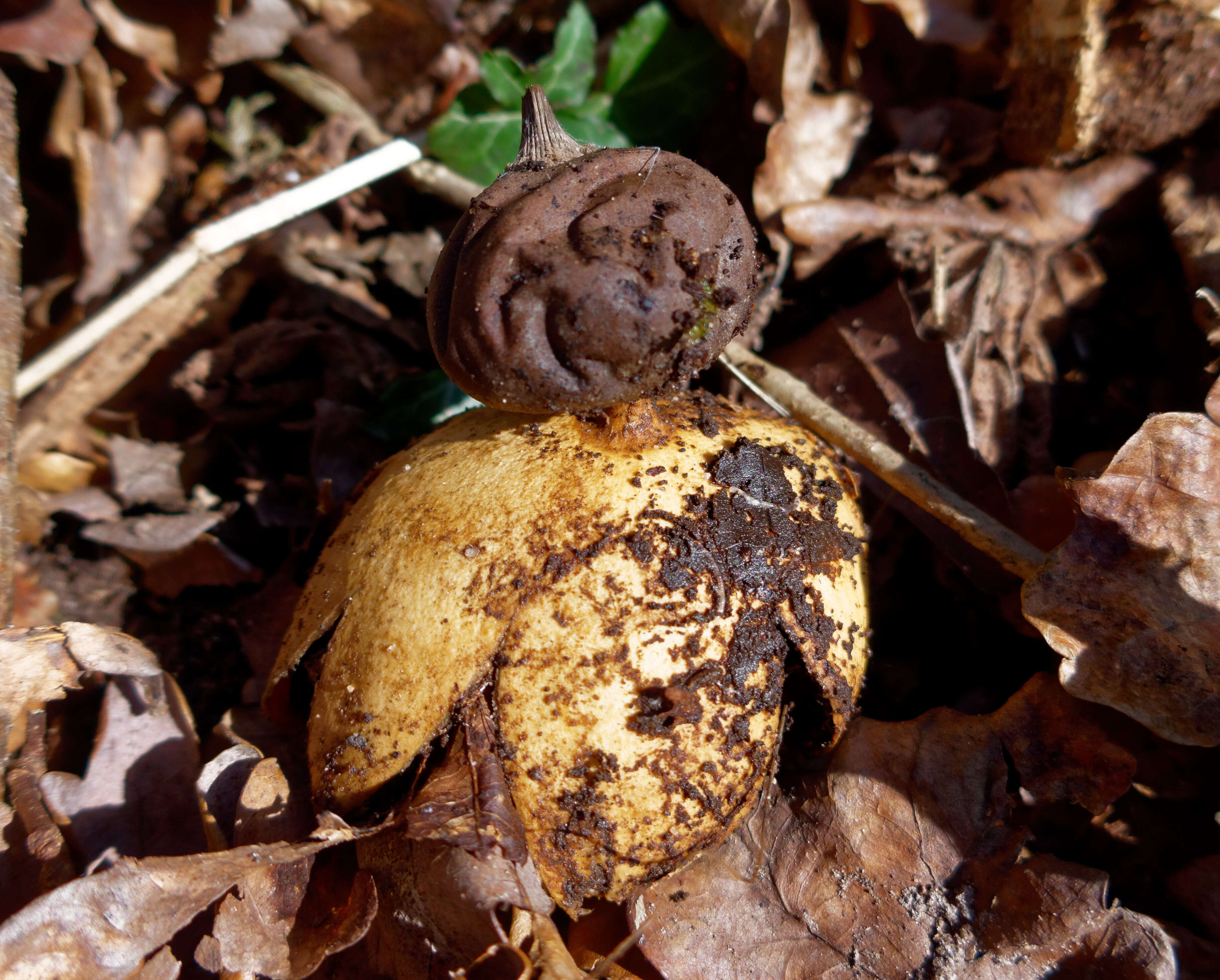 Image of Beaked Earthstar