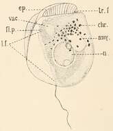 Image of Amphidinium Claperède & Lachmann 1859