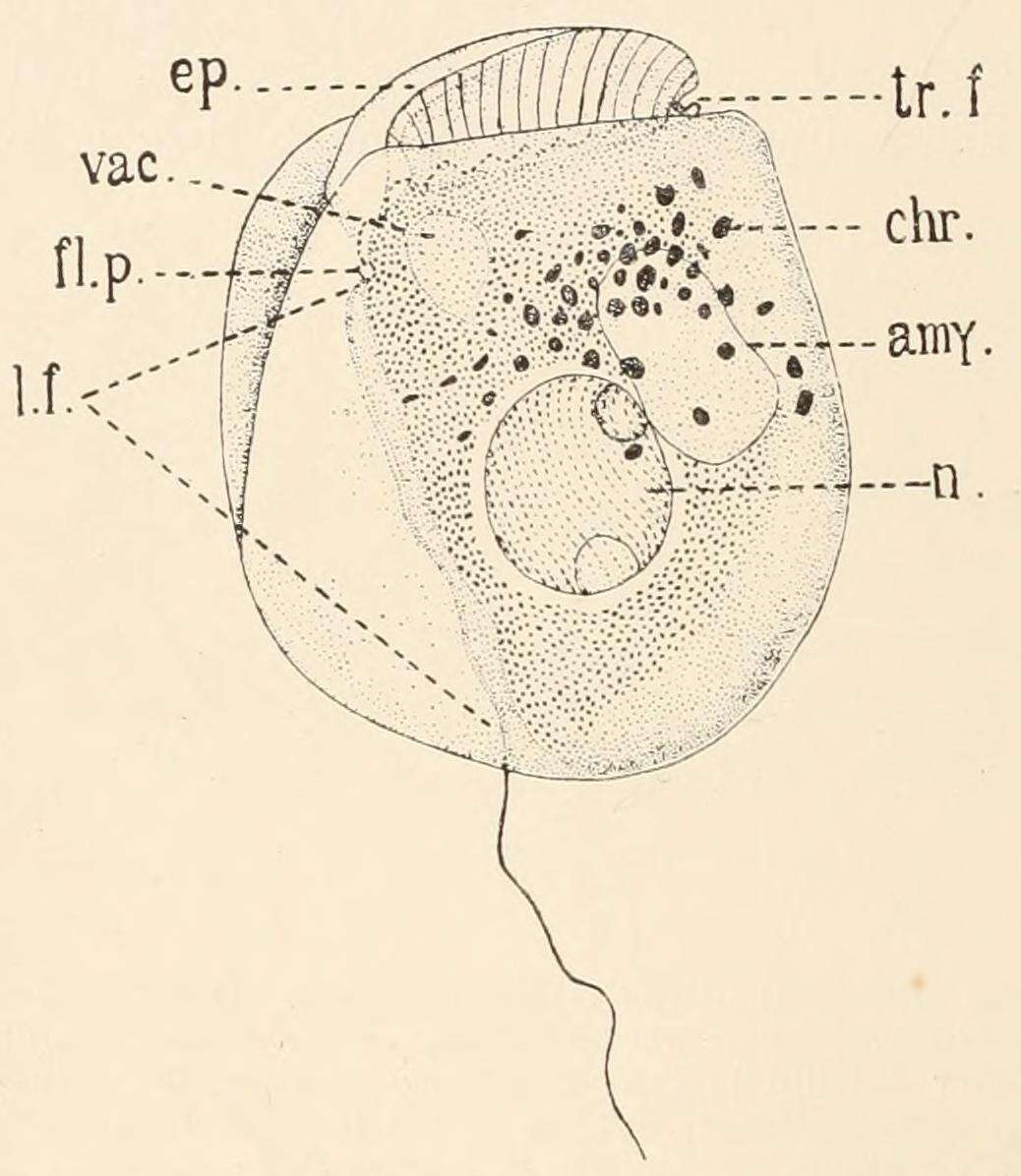 Sivun Amphidinium Claperède & Lachmann 1859 kuva