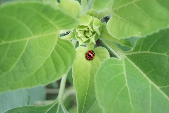 صورة Cheilomenes sexmaculata (Fabricius 1781)