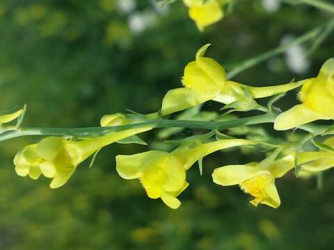 Imagem de Linaria genistifolia (L.) Mill.