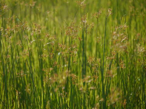 Слика од Cyperus corymbosus Rottb.