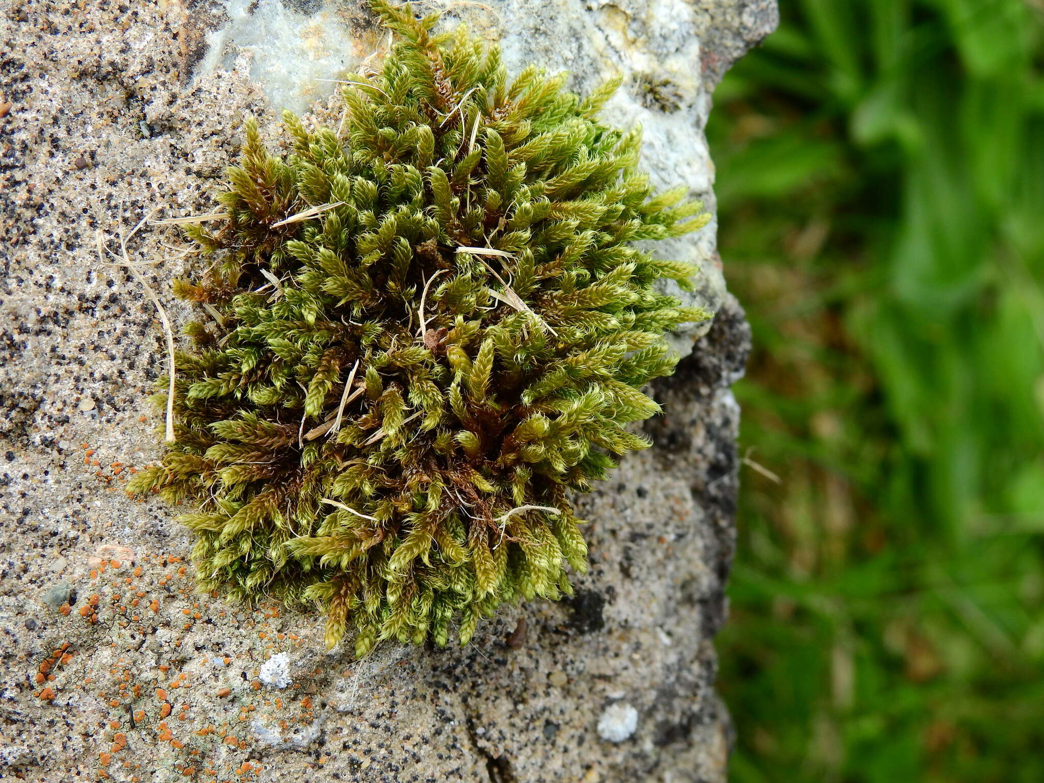 Image of hypnum moss