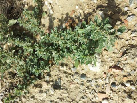 Imagem de Amaranthus blitoides S. Wats.