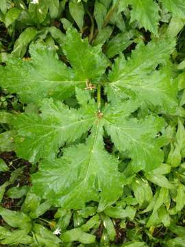 Image of Mantegazzi's Cow-Parsnip