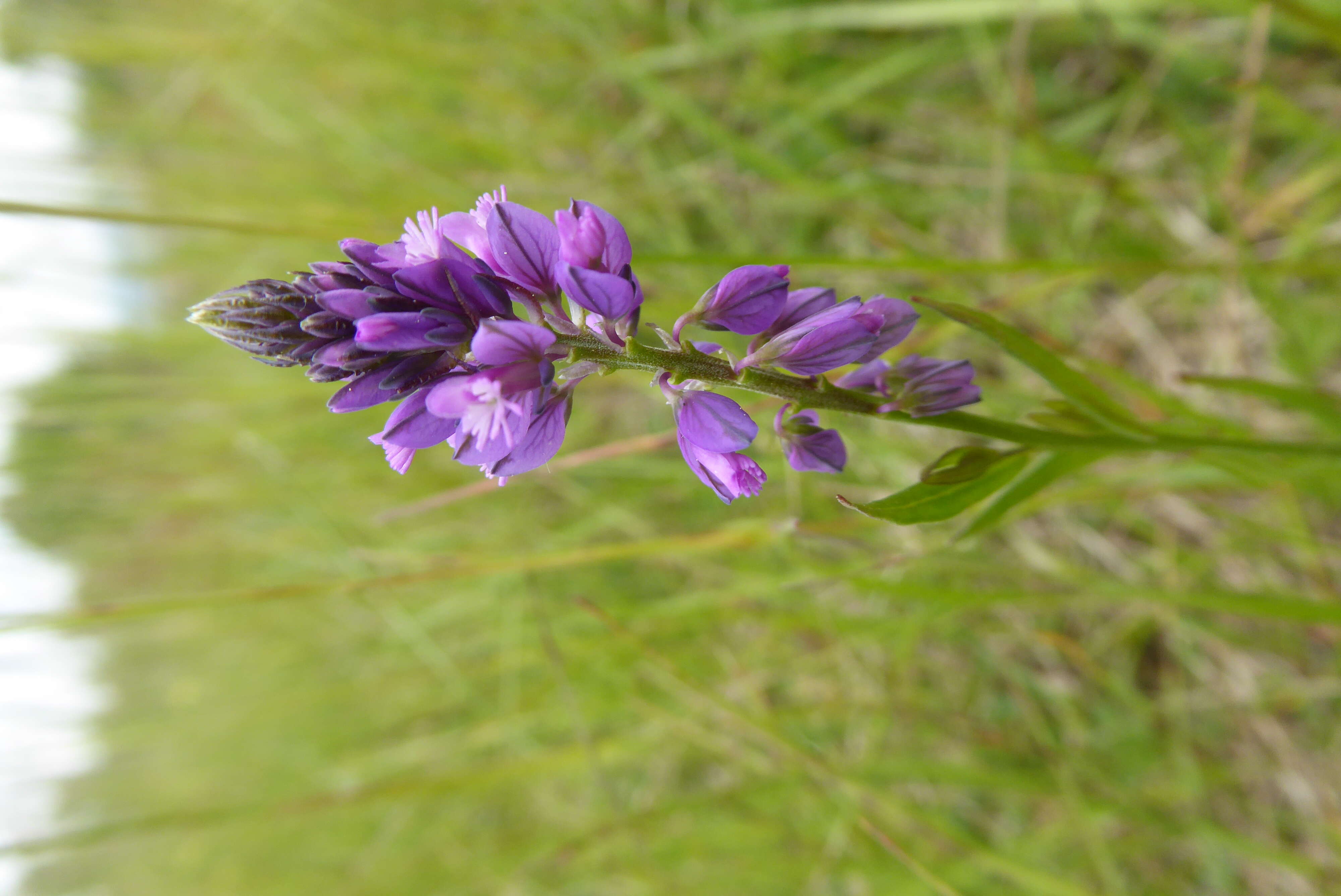 Image of tufted milkwort