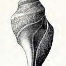 Sivun Gymnobela edgariana (Dall 1889) kuva