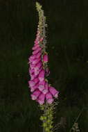 Imagem de Digitalis purpurea L.