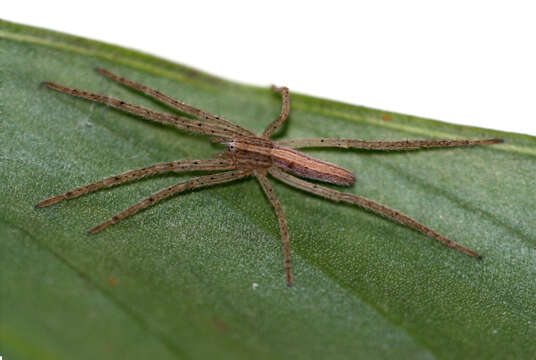 Image of Slender Crab Spiders