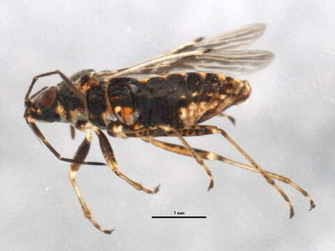 Image of False Chinch Bug