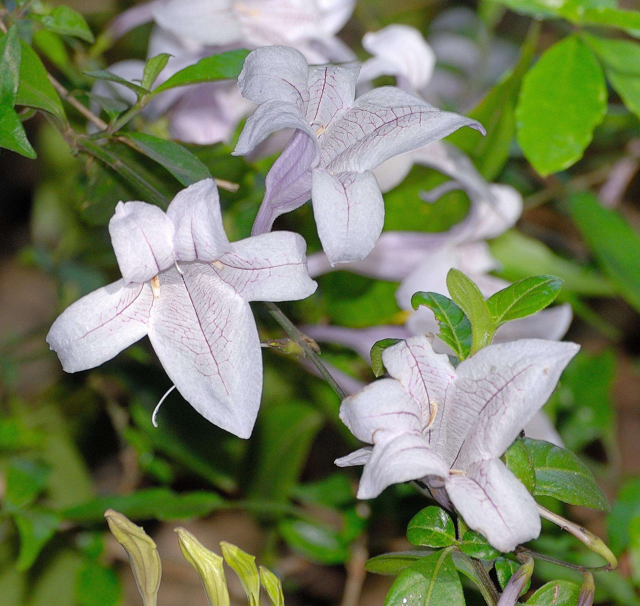 Image of River bells