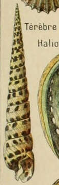 Image of Terebrinae Mörch 1852