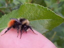 Слика од Bombus lapponicus (Fabricius 1793)