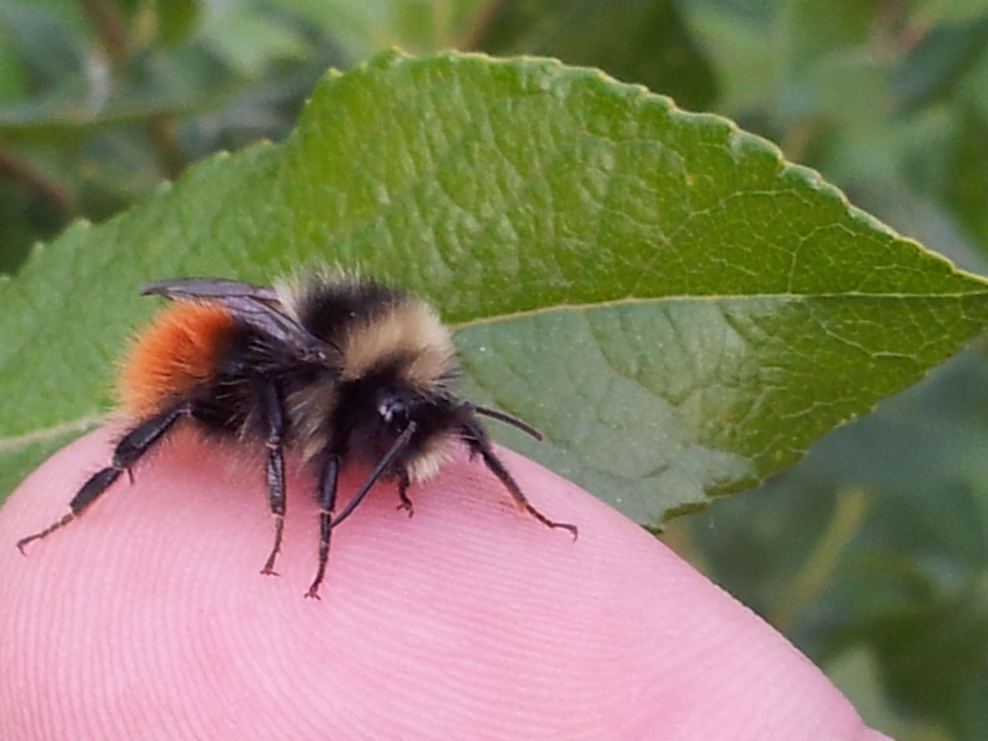 Слика од Bombus lapponicus (Fabricius 1793)