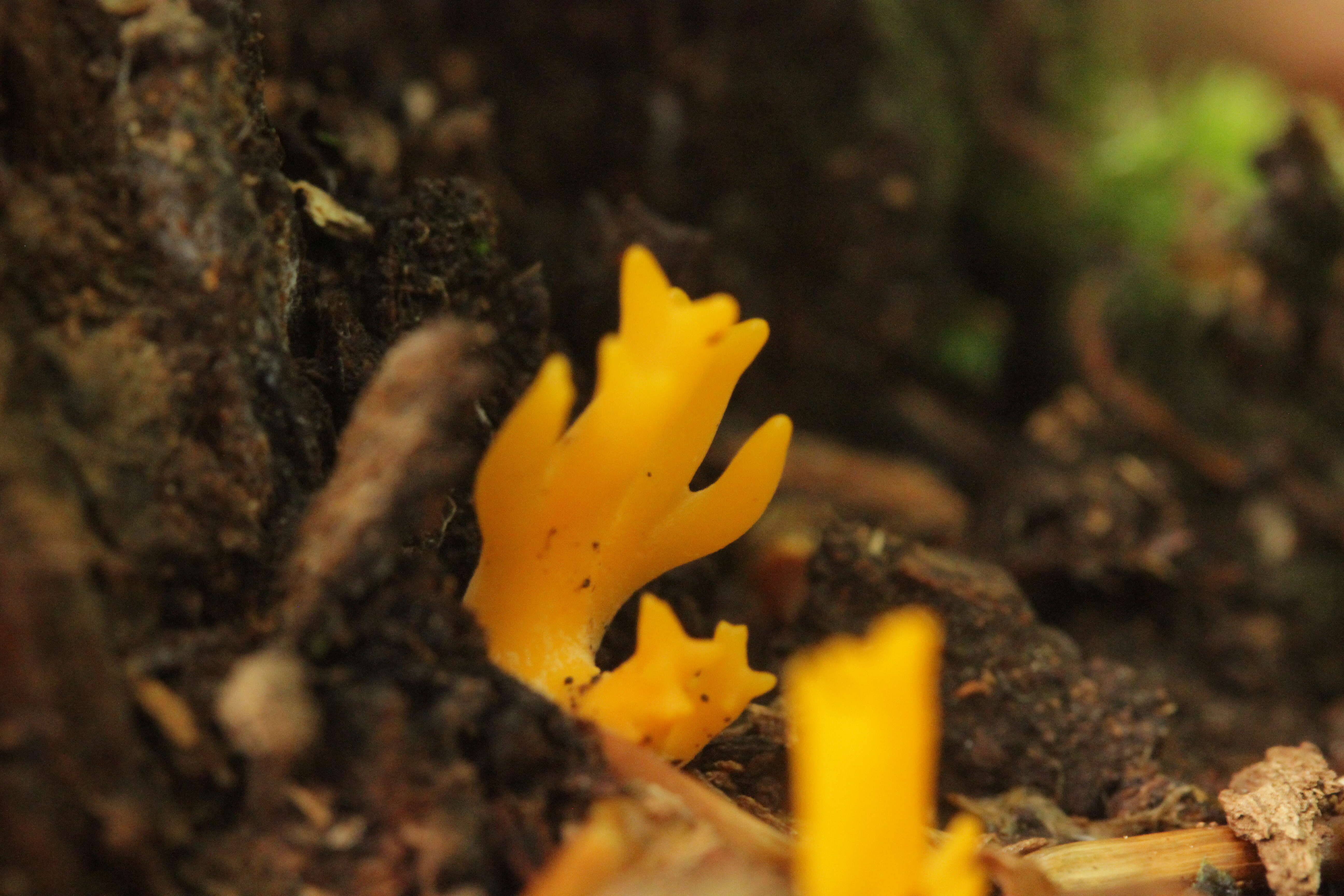 Imagem de Calocera viscosa (Pers.) Fr. 1821