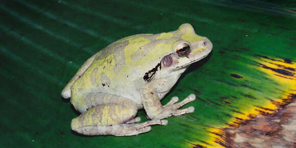 Image of Baudin's Treefrog