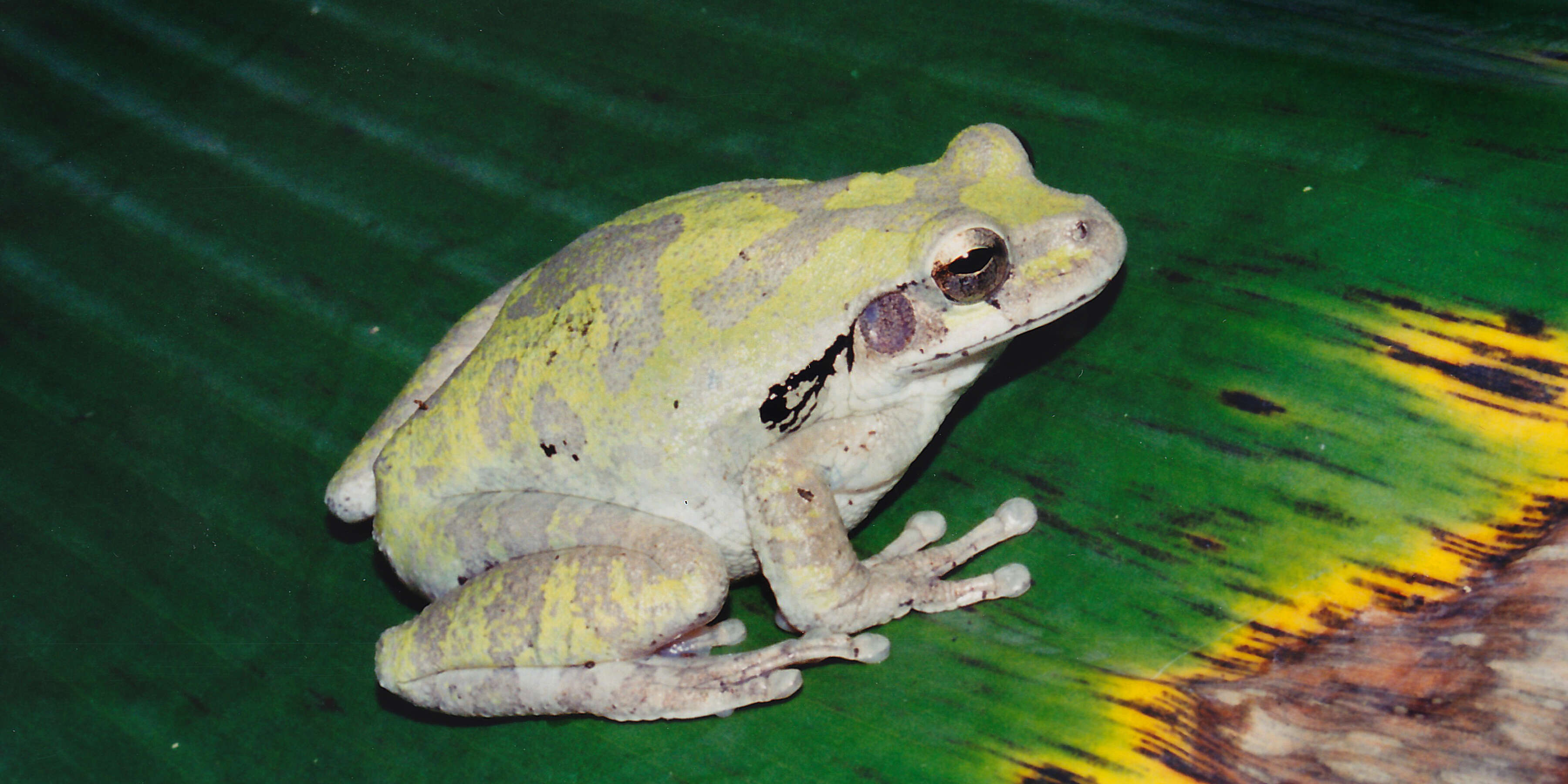 Image of Baudin's Treefrog