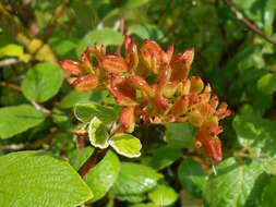 Image of Viburnum cotinifolium D. Don