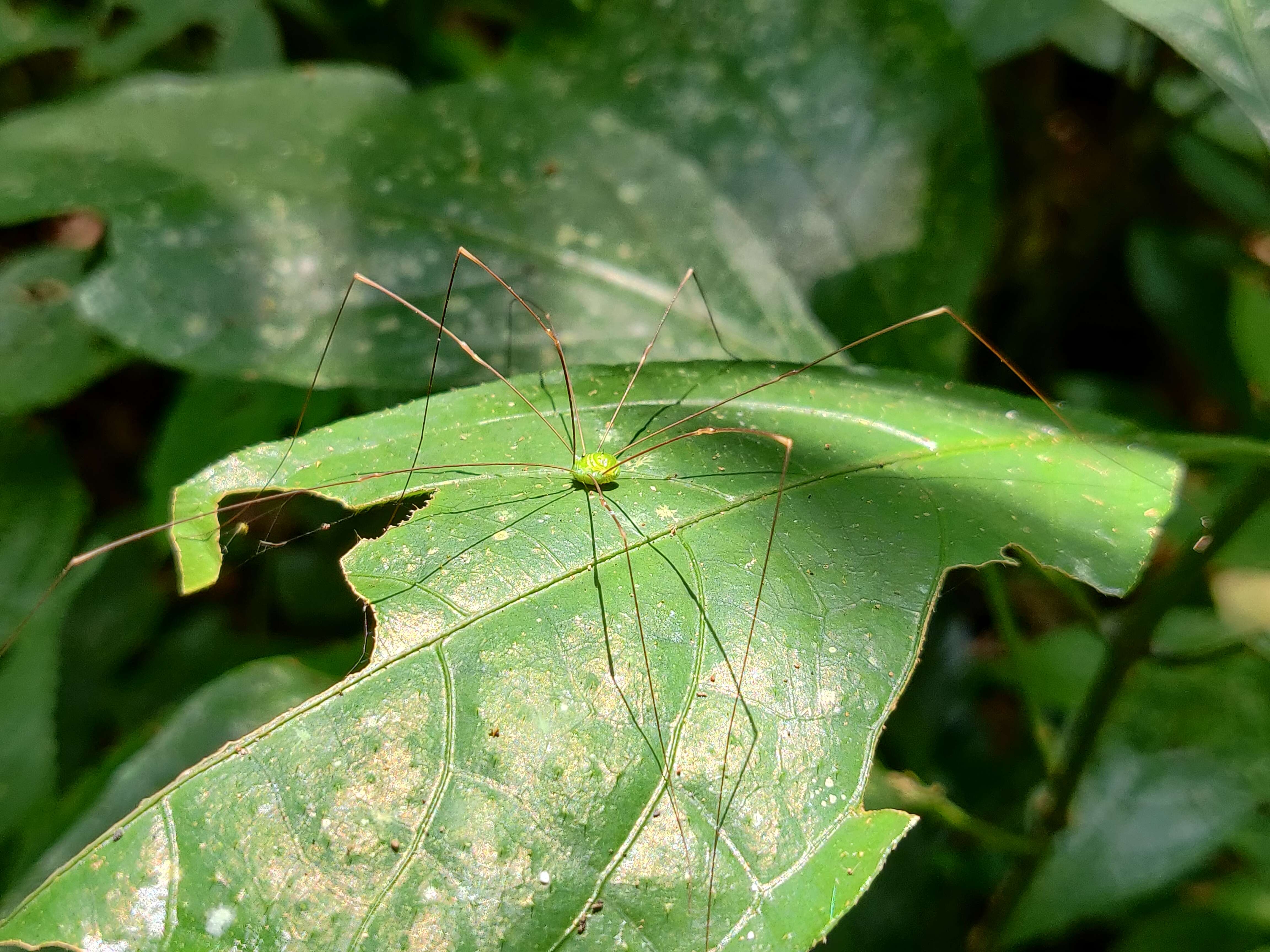 Image of Sclerosomatidae