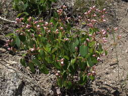 Image of flytrap dogbane