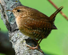 Image of Eastern Winter Wren