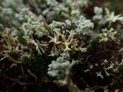 Image of Thorn cladonia