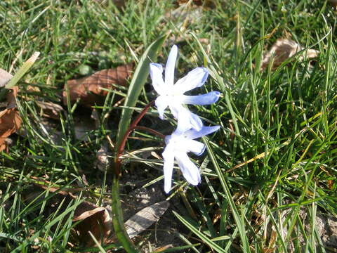 Image de Scilla luciliae (Boiss.) Speta