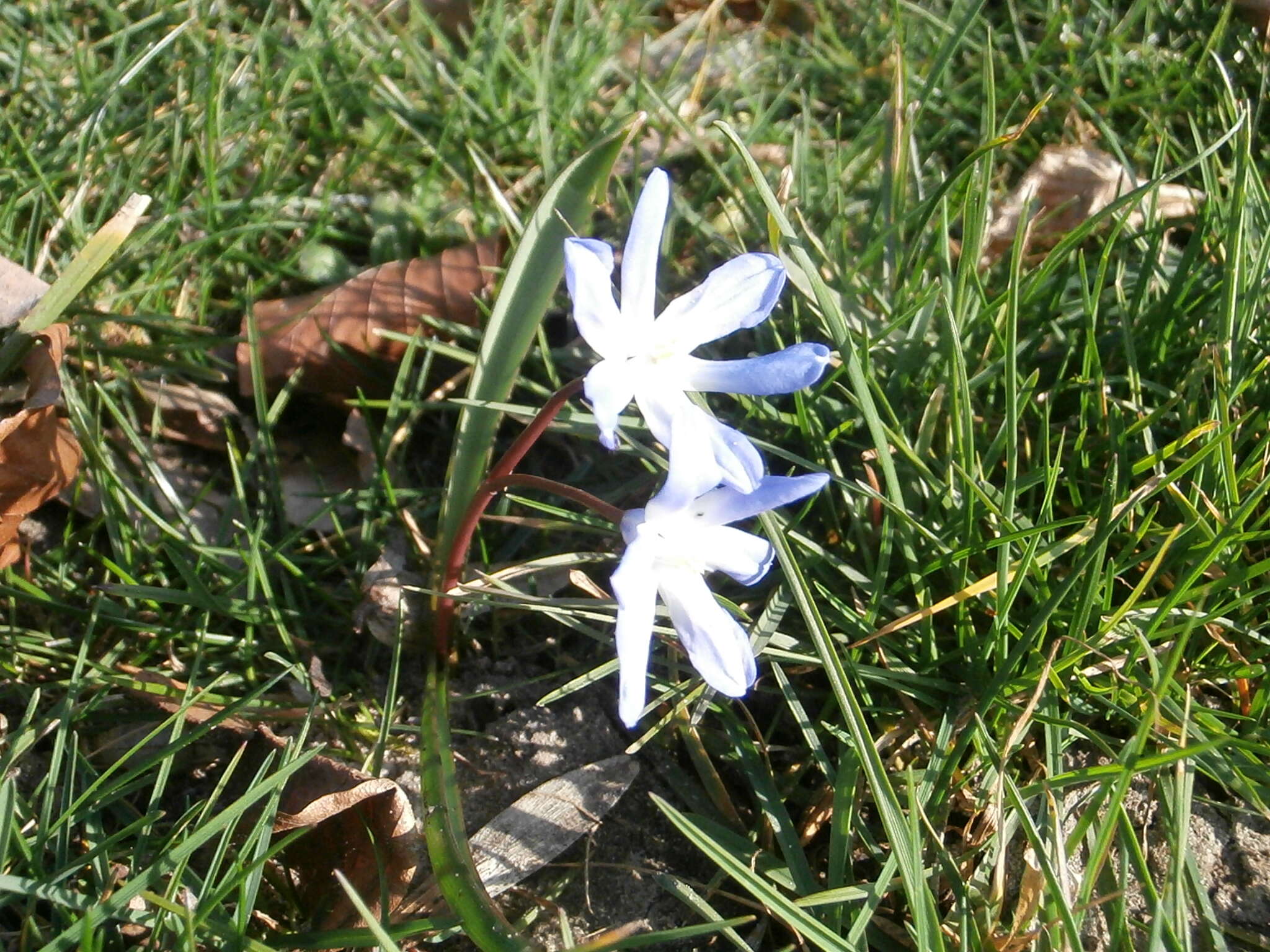 Image de Scilla luciliae (Boiss.) Speta