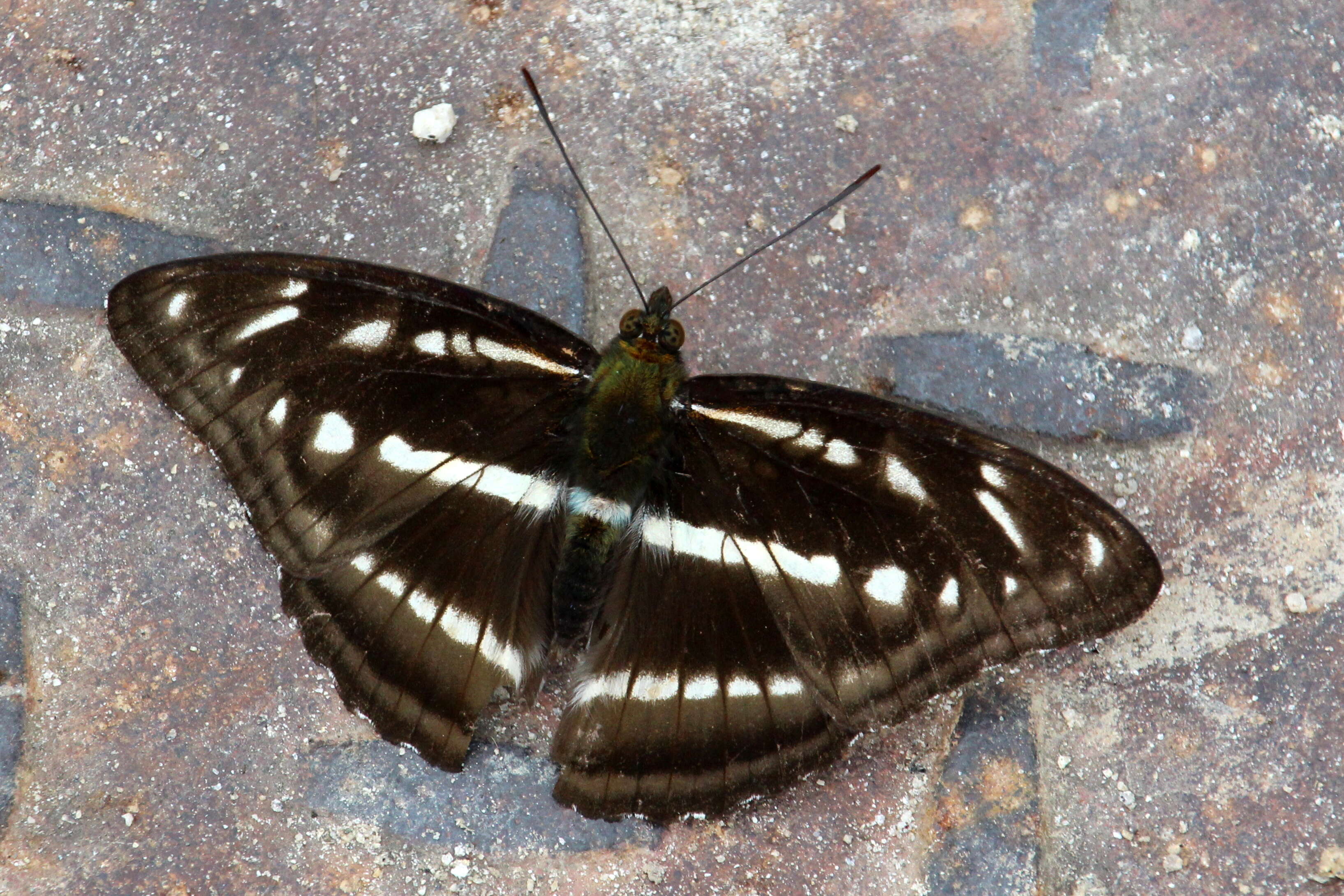 Image of Athyma