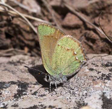 Plancia ëd Callophrys