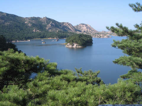 Image of Japanese Red Pine