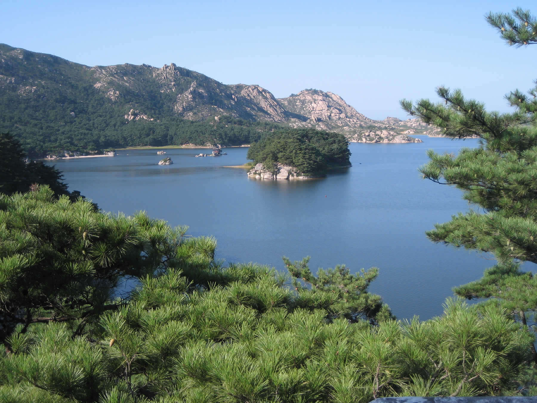 Image of Japanese Red Pine