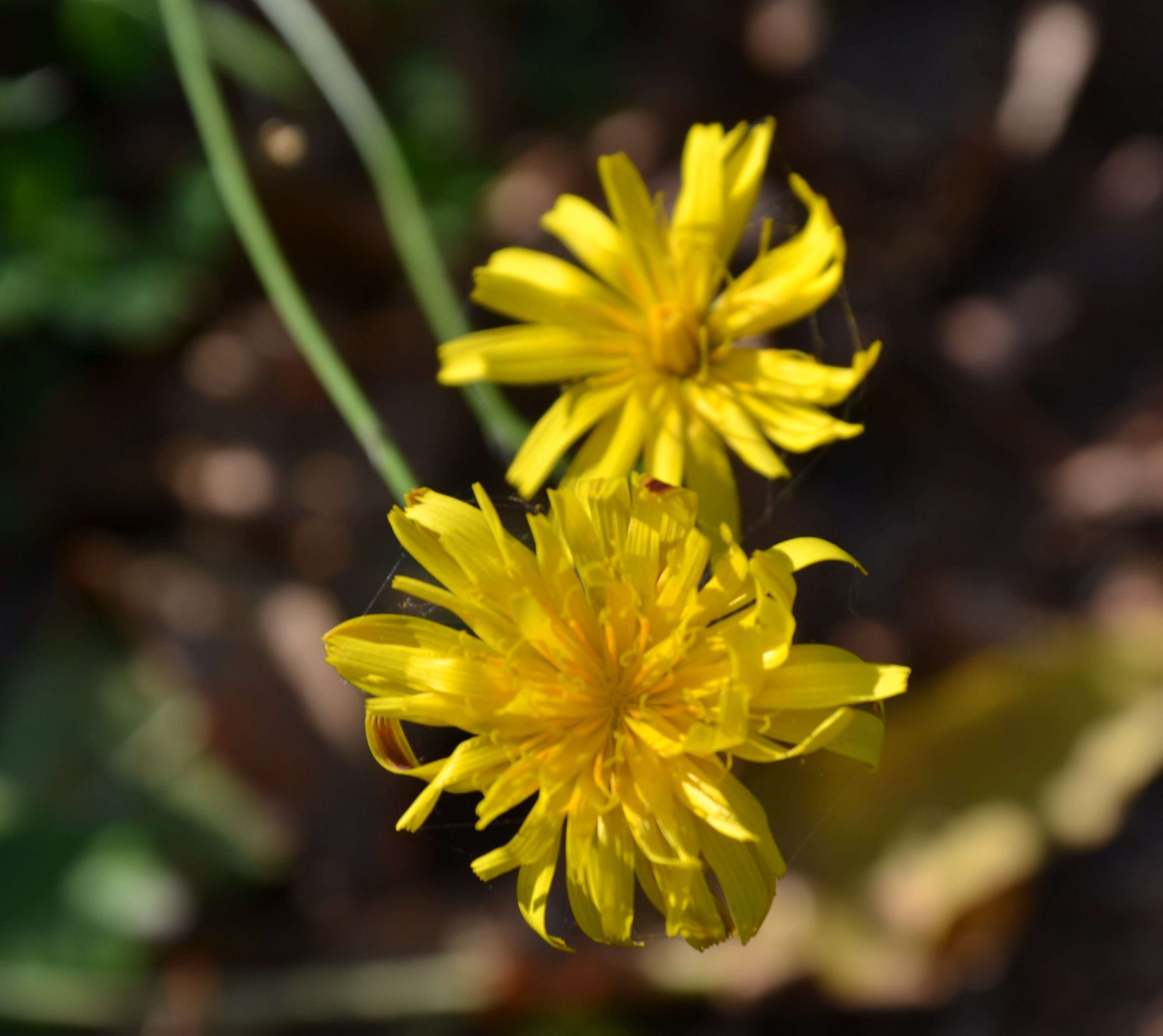 Image of fall dandelion