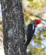 Image of Lineated Woodpecker