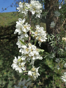 Plancia ëd Pyrus salicifolia Pall.