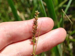 Image of Prairie sedge