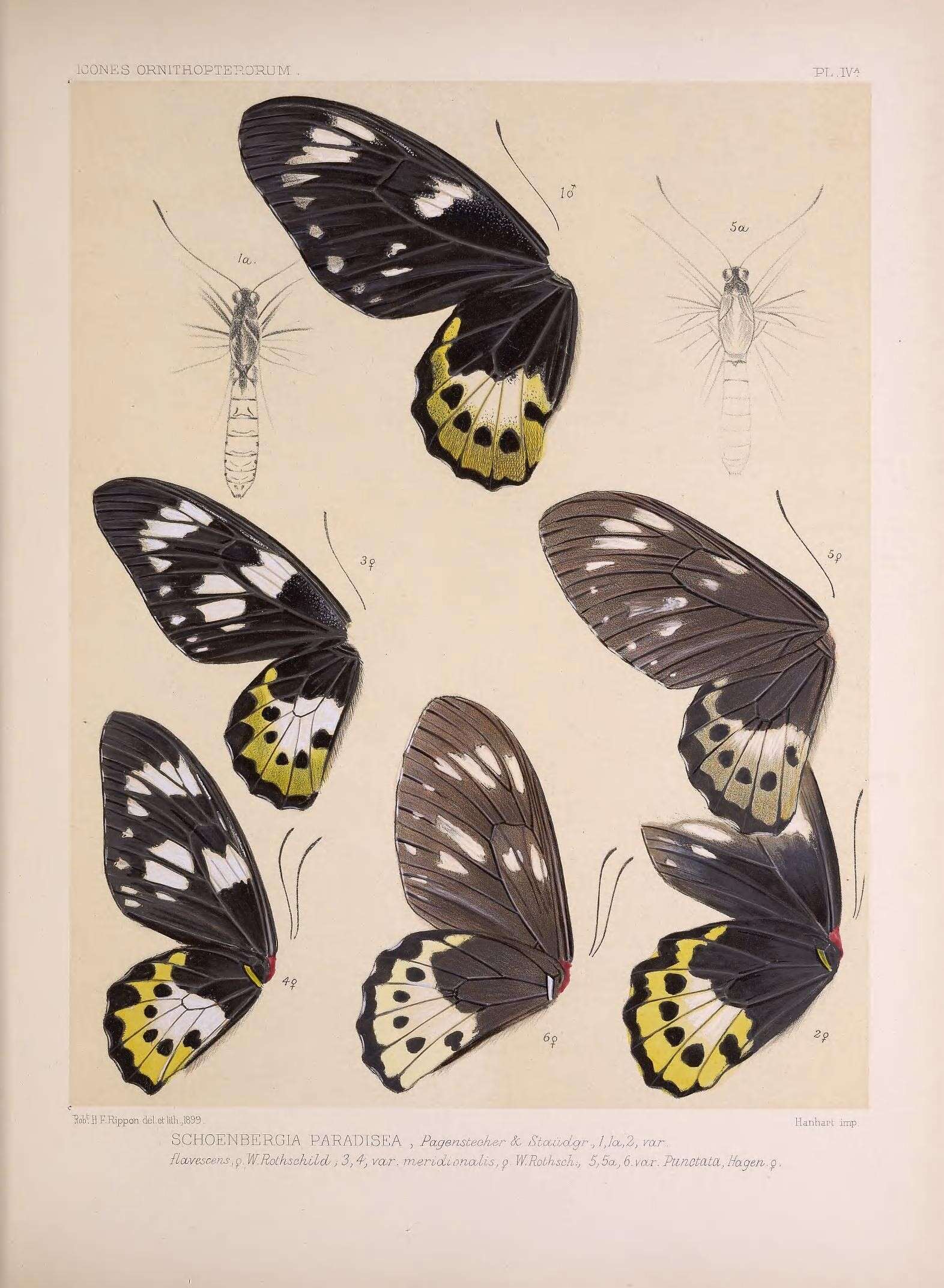 Слика од Ornithoptera paradisea Staudinger 1893