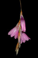 Imagem de Dierama igneum Klatt