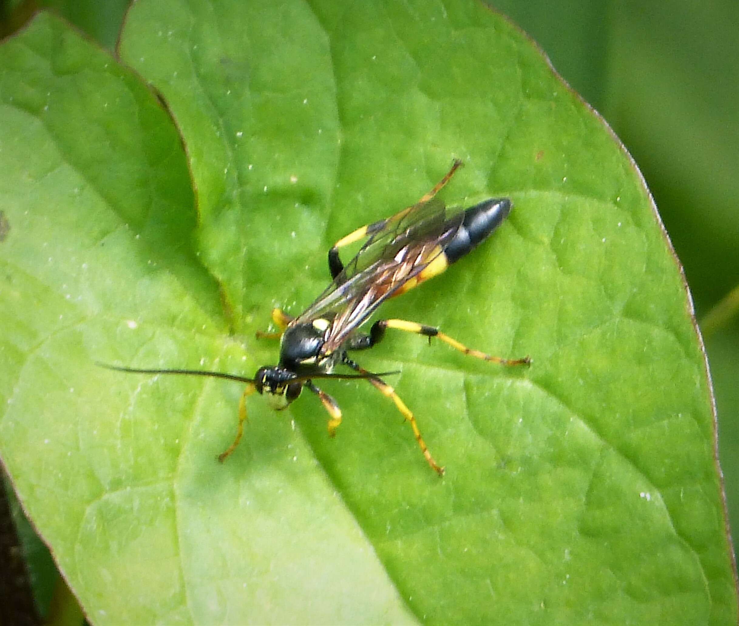 Image of Ichneumon