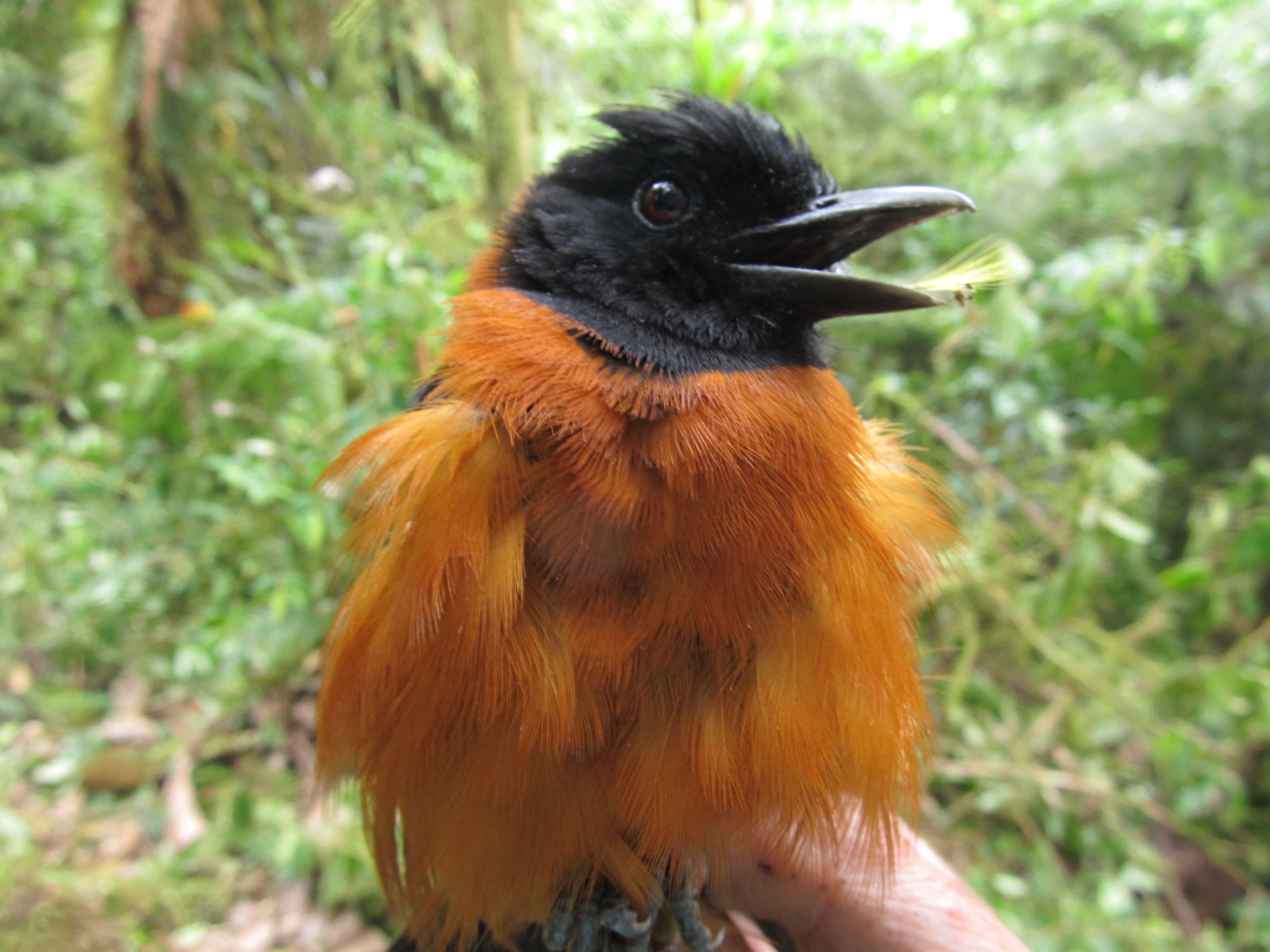 Image of Hooded Pitohui