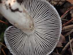 Image of Grey Agaric