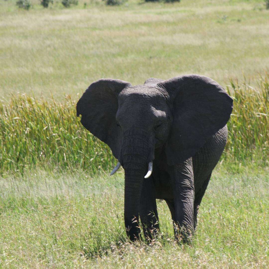 Image of African bush elephant