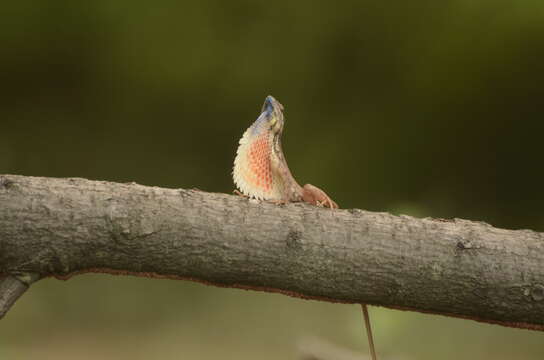 Image of Fan Throated Lizard