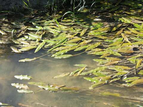 Image of Loddon Pondweed